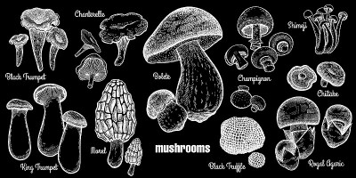 Mushrooms set illustration.