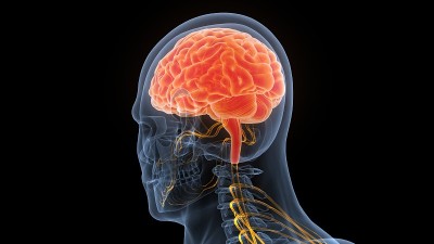 人体神经系统中枢器官的脑解剖