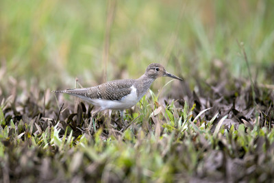 鹬(Actitis hupoleucos)