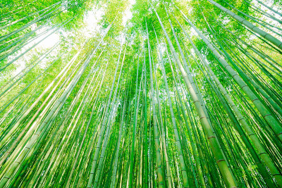京都竹林