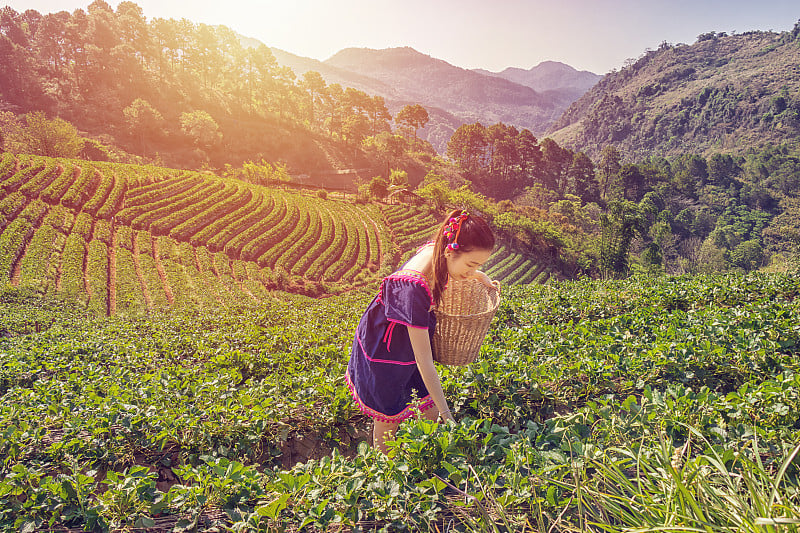 清晨，在泰国清迈的doi ang khang国家公园，年轻的亚洲部落妇女在茶园里微笑着采摘茶叶。美丽