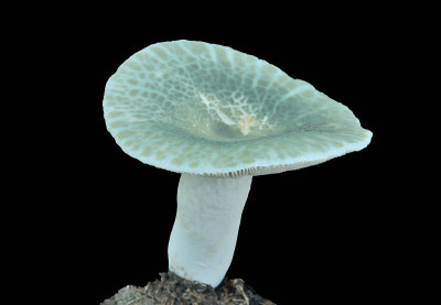 食用红菇(绿菇)