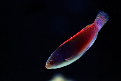 蓝头濑鱼(Cirrhilabrus cyanopleura)