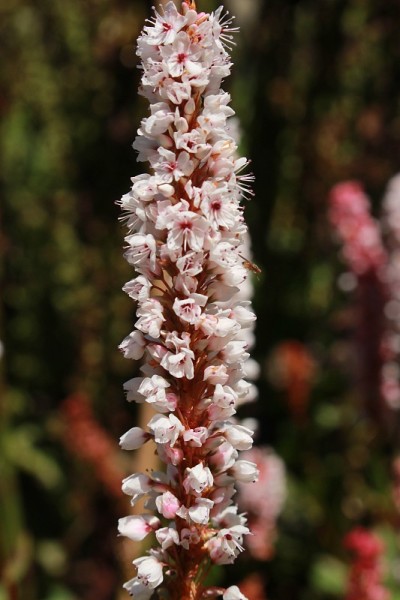 “喜马拉雅Bistort”花- Polygonum Affine