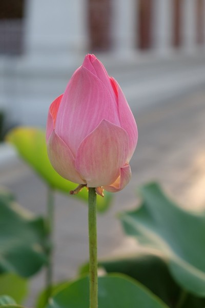 一朵大的粉红色的莲花花蕾。模糊的背景。