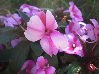 花磨