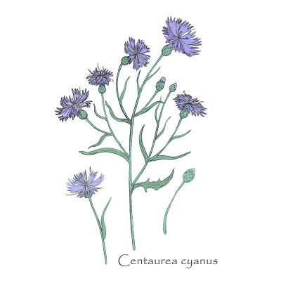 手绘矢车菊或半人马座cyanus孤立