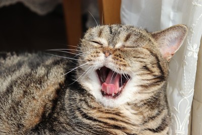 一只笑着的猫。