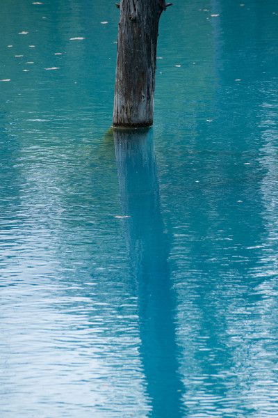 初夏碧池碧水