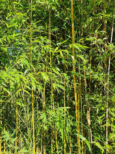植被类型钻进竹