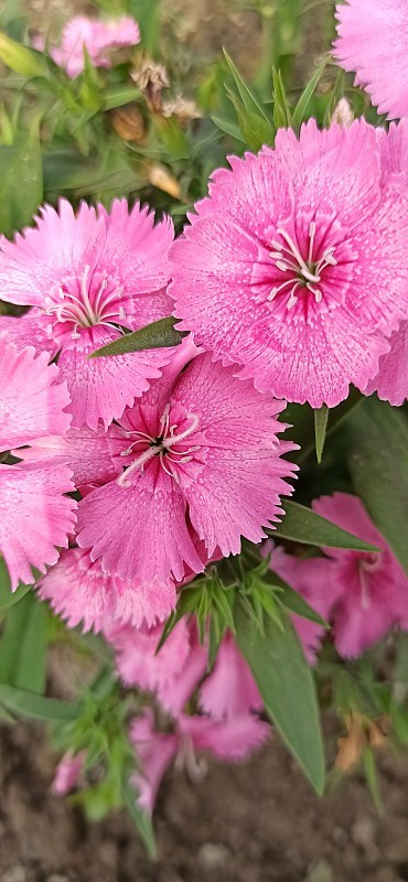花4 -康乃馨