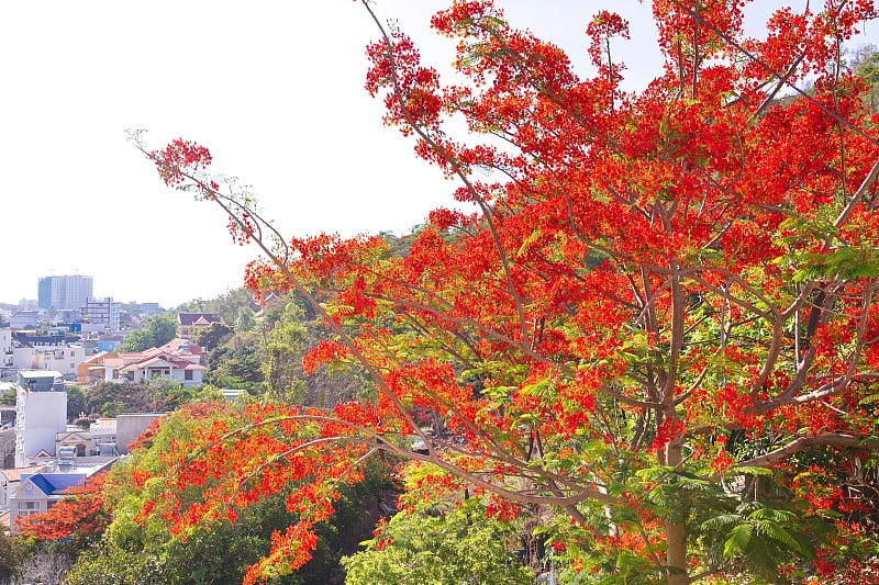 金凤花盛开的花朵(艳丽的树)