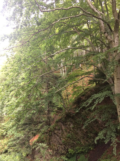 森林和山地景观