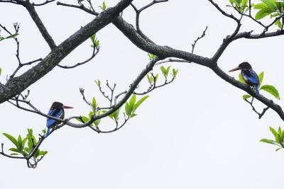 White throated kingfisher on tree branch