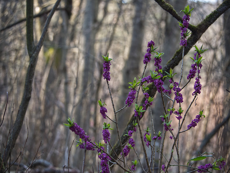 早春，散发着芳香的瓦兹涅克狼(Daphne mezereum L.)在潮湿的溪谷中绽放。