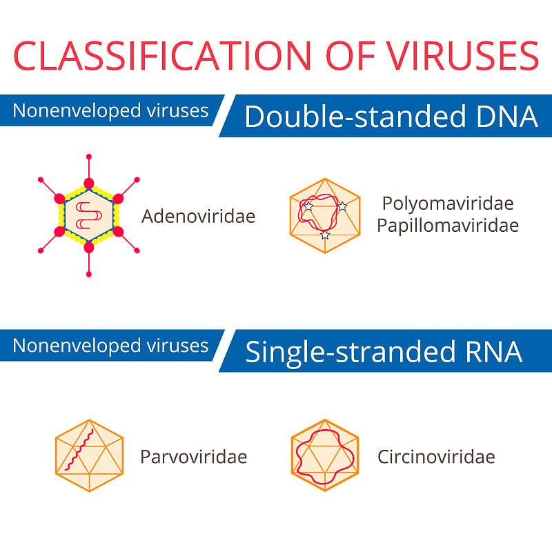 分类的病毒。Nonenveloped病毒。