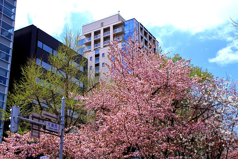 札幌奥多里公园的樱花景观