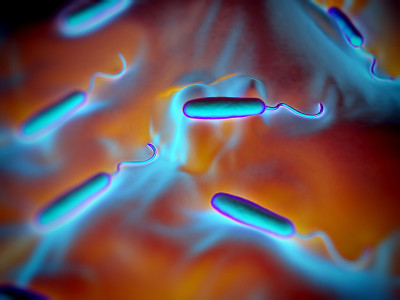Gram-negative rod-shaped bacteria