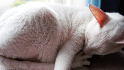 猫睡觉