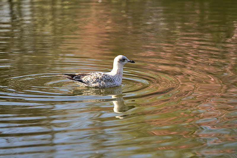 美丽的特写西欧银鸥(Larus argentatus argenteus)与反射在池塘的水在赫伯特公