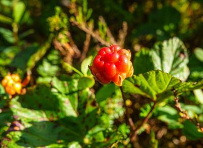 一种成熟的橘色浆果。季节:夏季。地点:西伯利亚西部针叶林。