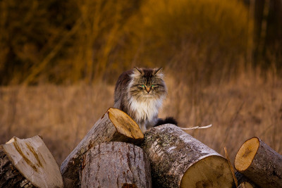 凶猛的毛绒绒的猫坐在木头上