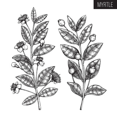 手绘桃金娘植物插图