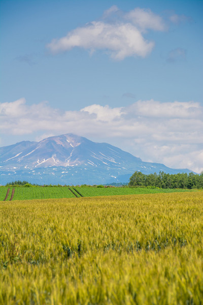 金色的麦田和群山
