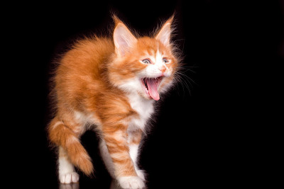 可爱可爱的缅因猫在黑色的背景。