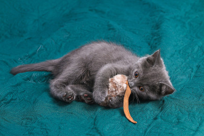 小灰猫在玩玩具老鼠。猫玩具。