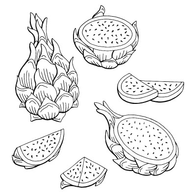 火龙果图形黑白孤立素描插图矢量