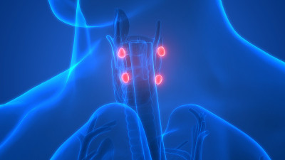 人体腺体甲状旁腺解剖学