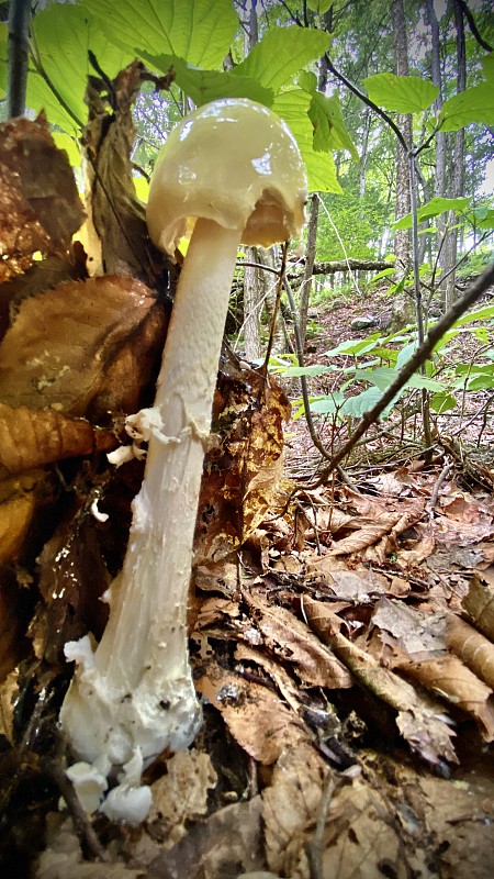 一个奶油色的蘑菇从森林的地面突出来