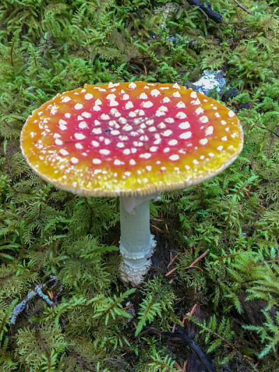 鹅膏菌蘑菇，基奈，阿拉斯加