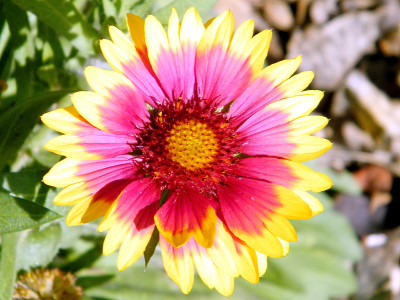 拉马特甘公园橙色Gazania 2011