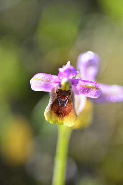 兰花或蜂花兰花