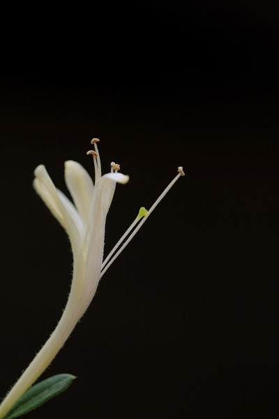 金银花