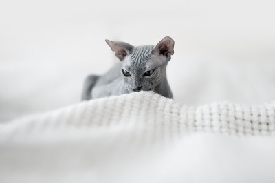 有选择性的重点。小灰家猫Sphynx特写和复制空间....
