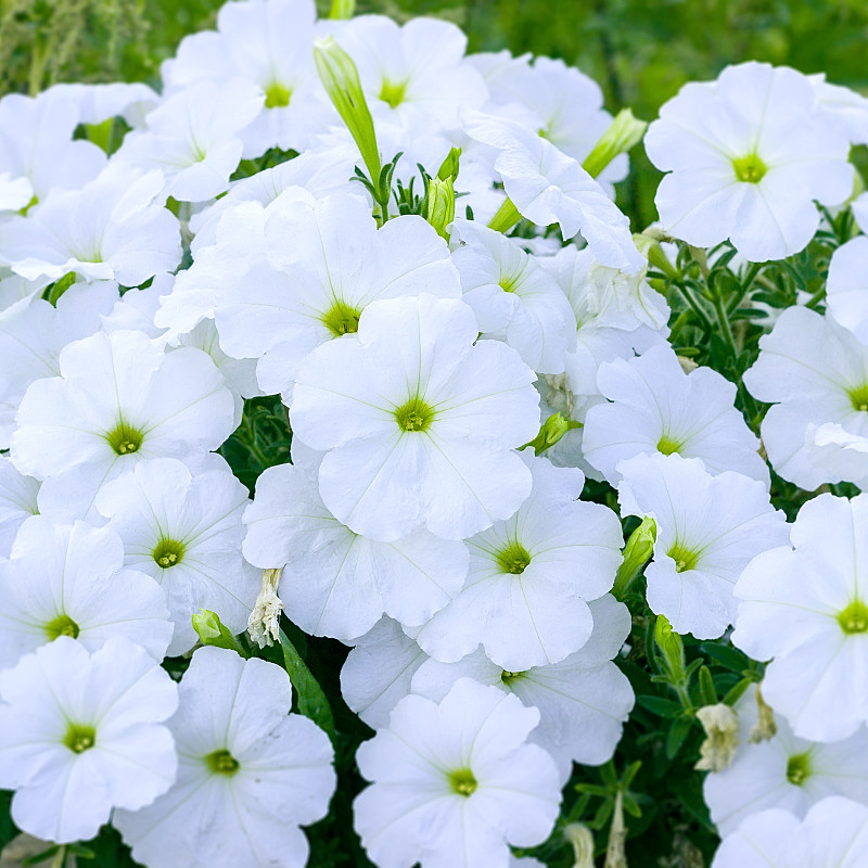 花白色夹竹桃