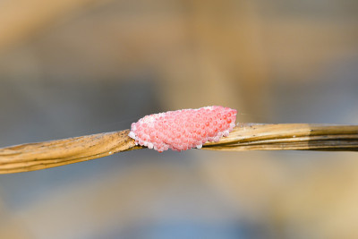 串沟苹果蜗牛蛋