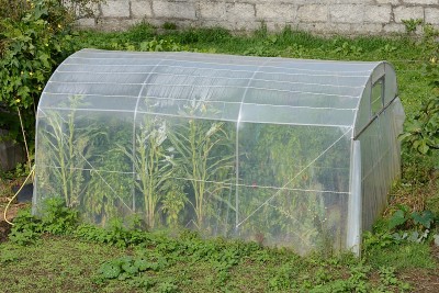温室的玻璃纸胶带在花园里