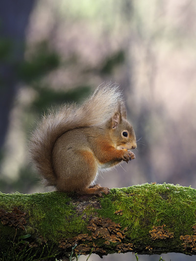 红松鼠，Sciurus vulgaris
