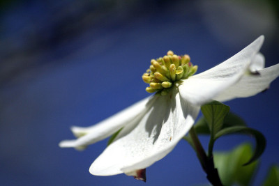 开花山茱萸