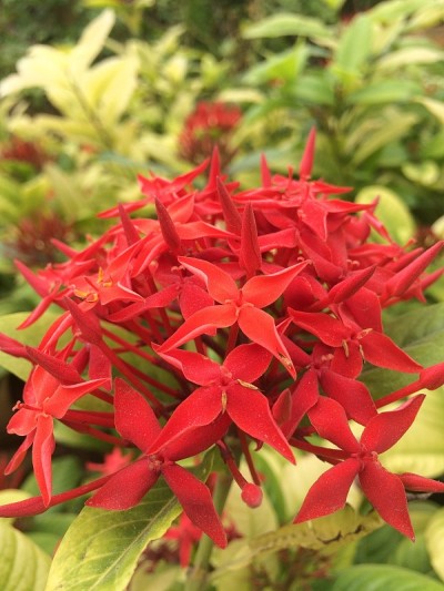 一束红花
