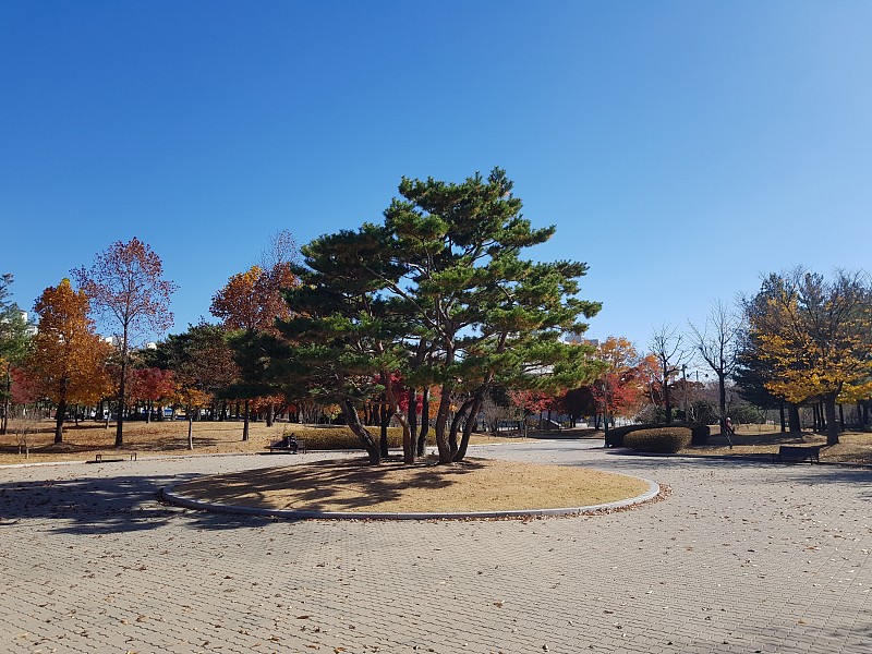 韩国水原万硕公园的秋天气氛