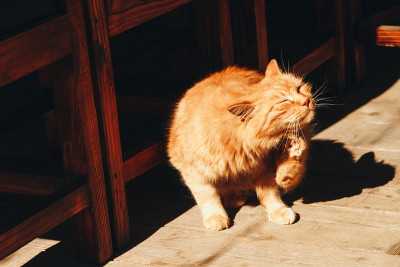 红色的毛绒绒的猫，快乐的生活，晒太阳。