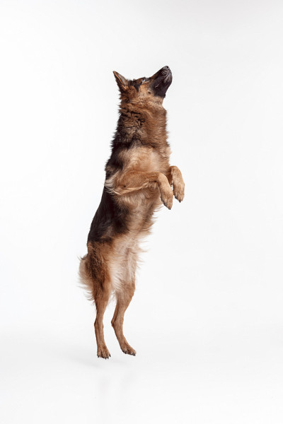 设得兰牧羊犬站在白色背景前
