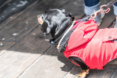 导盲犬在加州旧金山的渔人码头帮忙