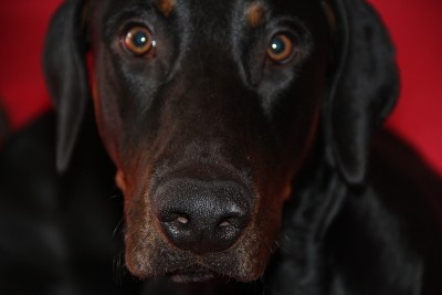 杜宾犬