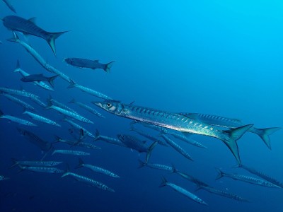 地中海海洋生物